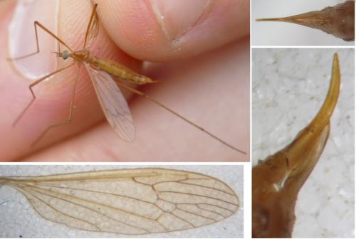 Phylidorea ferruginea